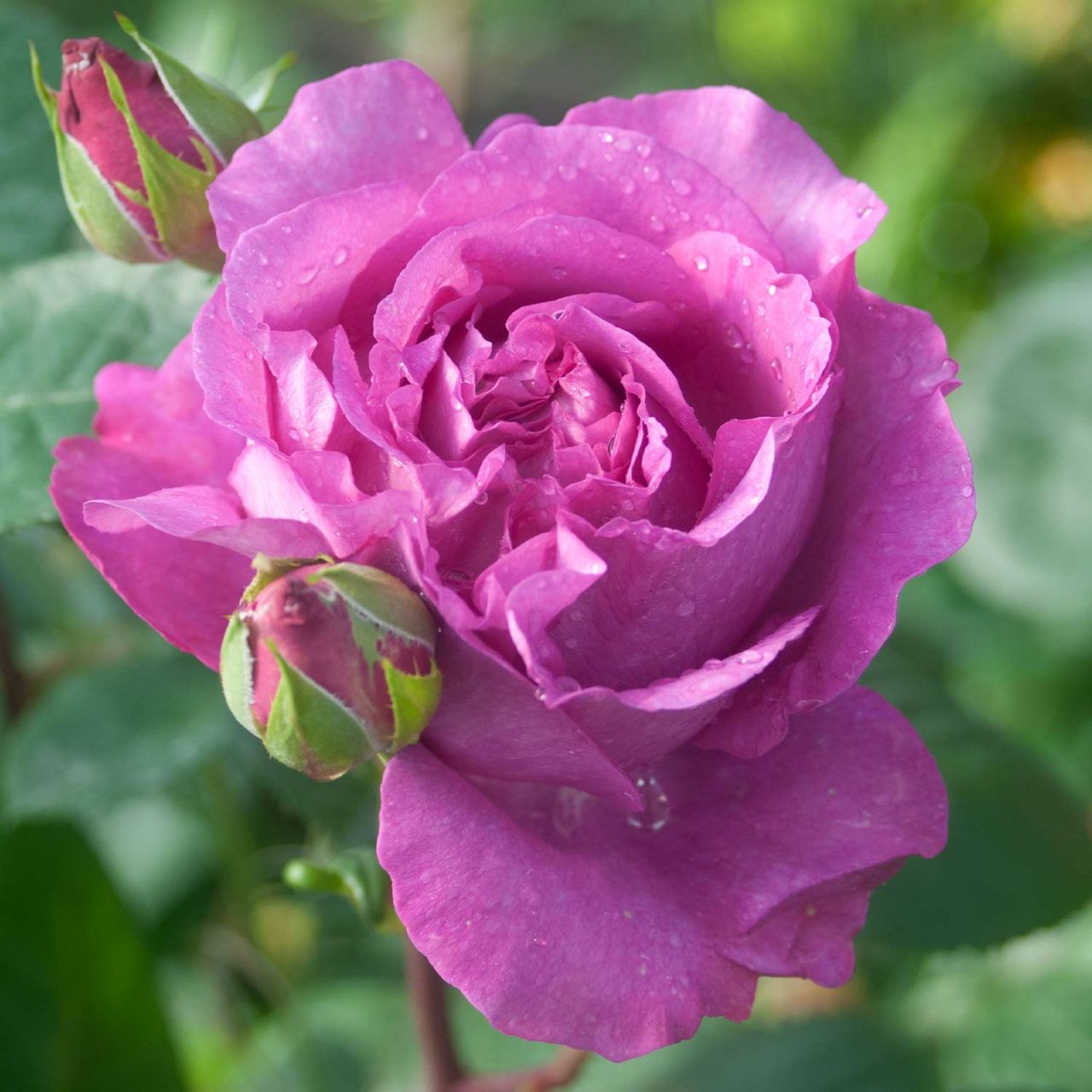 Kategorie <b>Duftrosen </b> - Duftende romantische Rose 'Chartreuse de Parme' - Rosa 'Chartreuse de Parme'