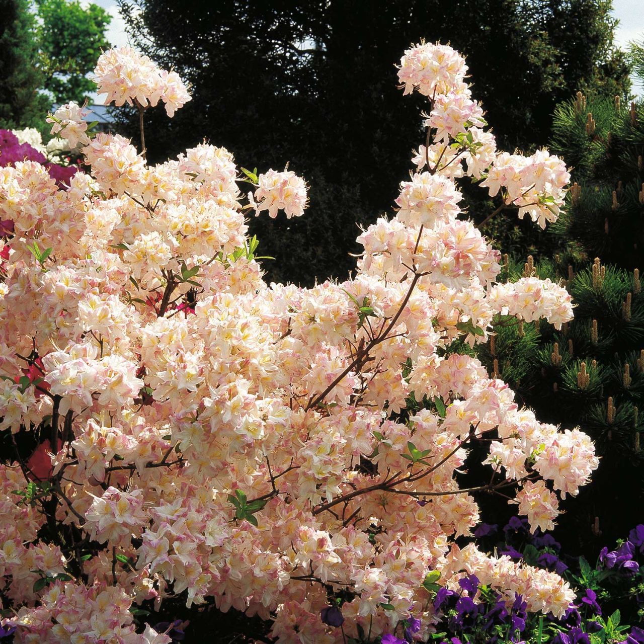 Kategorie <b>Azaleen </b> - Duft-Azalee 'Satomi' - Rhododendron luteum 'Satomi'