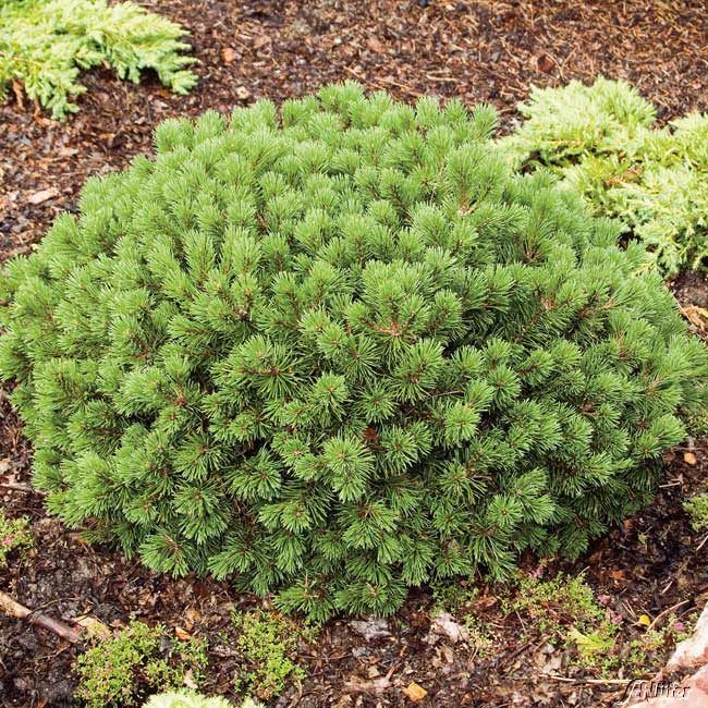  Zwerg-Kugelkiefer 'Mops' - Pinus mugo 'Mops'