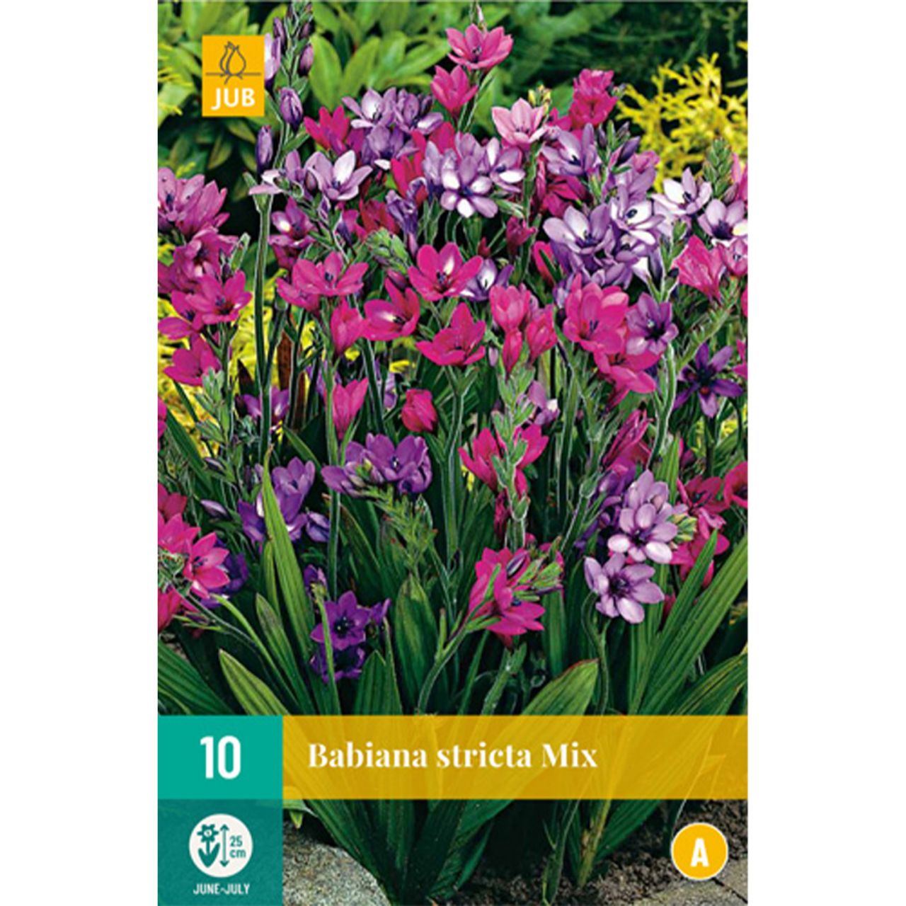 Kategorie <b>Frühlings-Blumenzwiebeln </b> - Affenbrot 'Babiana Mix' - 10 Stück - Babiana stricta 'Mix'