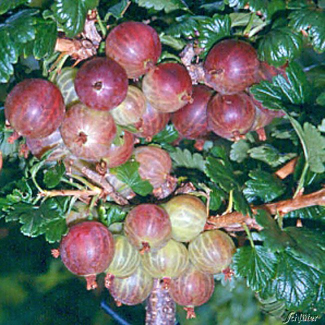 Stachelbeere 'Rexroth' - Halbstamm - Ribes uva-crispa 'Rexroth' -  Stachelbeeren | GARTEN SCHLÜTER