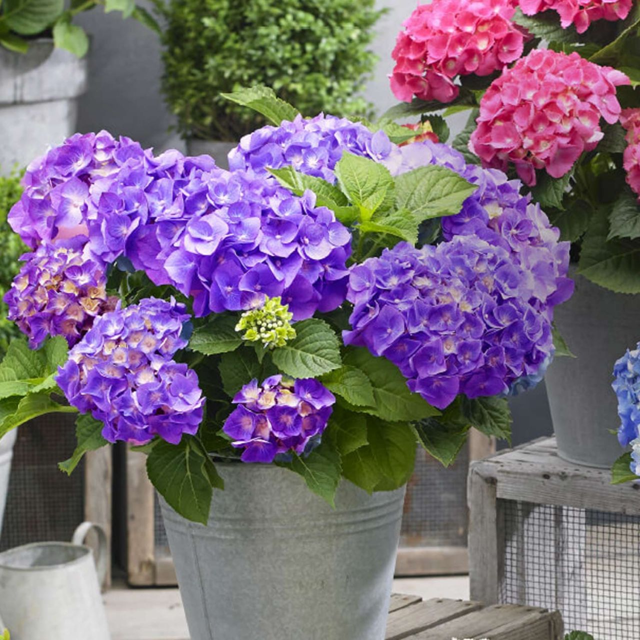 Kategorie <b>Blütensträucher und Ziergehölze </b> - Zwerg-Hortensie 'Little Purple'® - Hydrangea macrophylla 'Little Purple'®