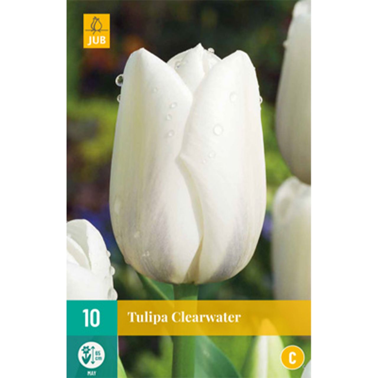 Kategorie <b>Herbst-Blumenzwiebeln </b> - Einfache späte Tulpe 'Clearwater' - 10 Stück - Tulipa