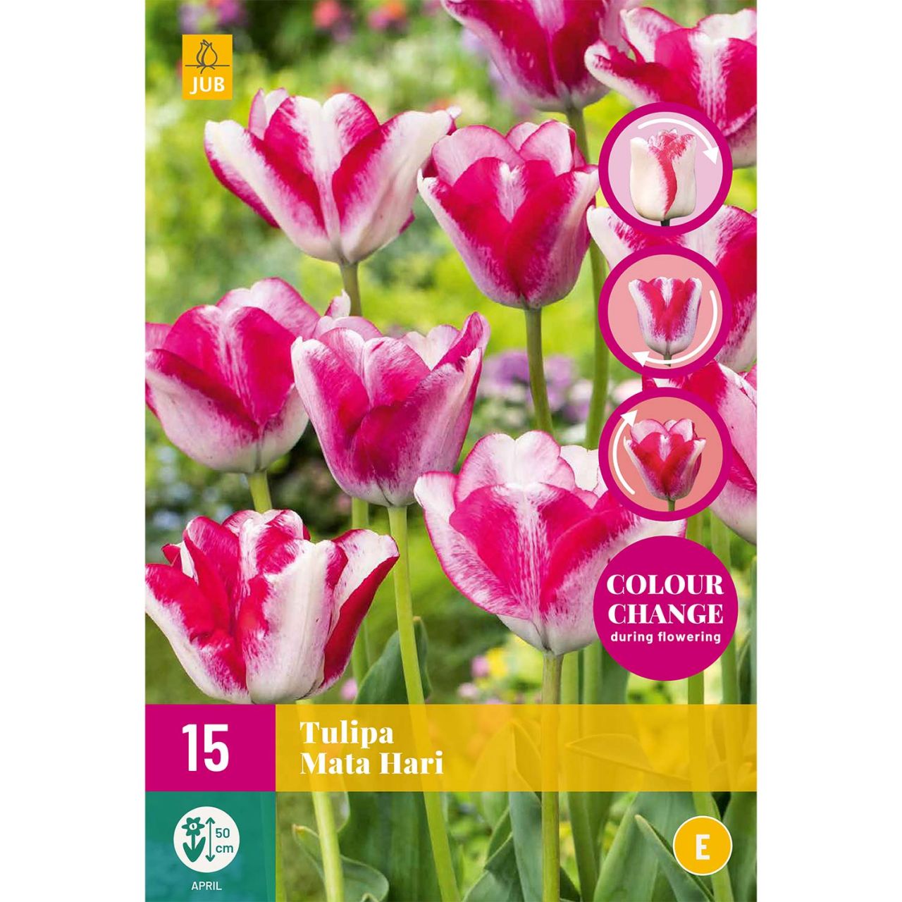 Kategorie <b>Herbst-Blumenzwiebeln </b> - Einfache späte Tulpe 'Mata Hari' - Tulipa 'Mata Hari'