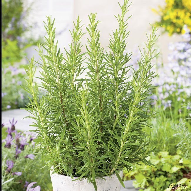 Kategorie <b>Kräuter- und Teepflanzen </b> - Rosmarin 'Blue Winter' - 2 Pflanzen