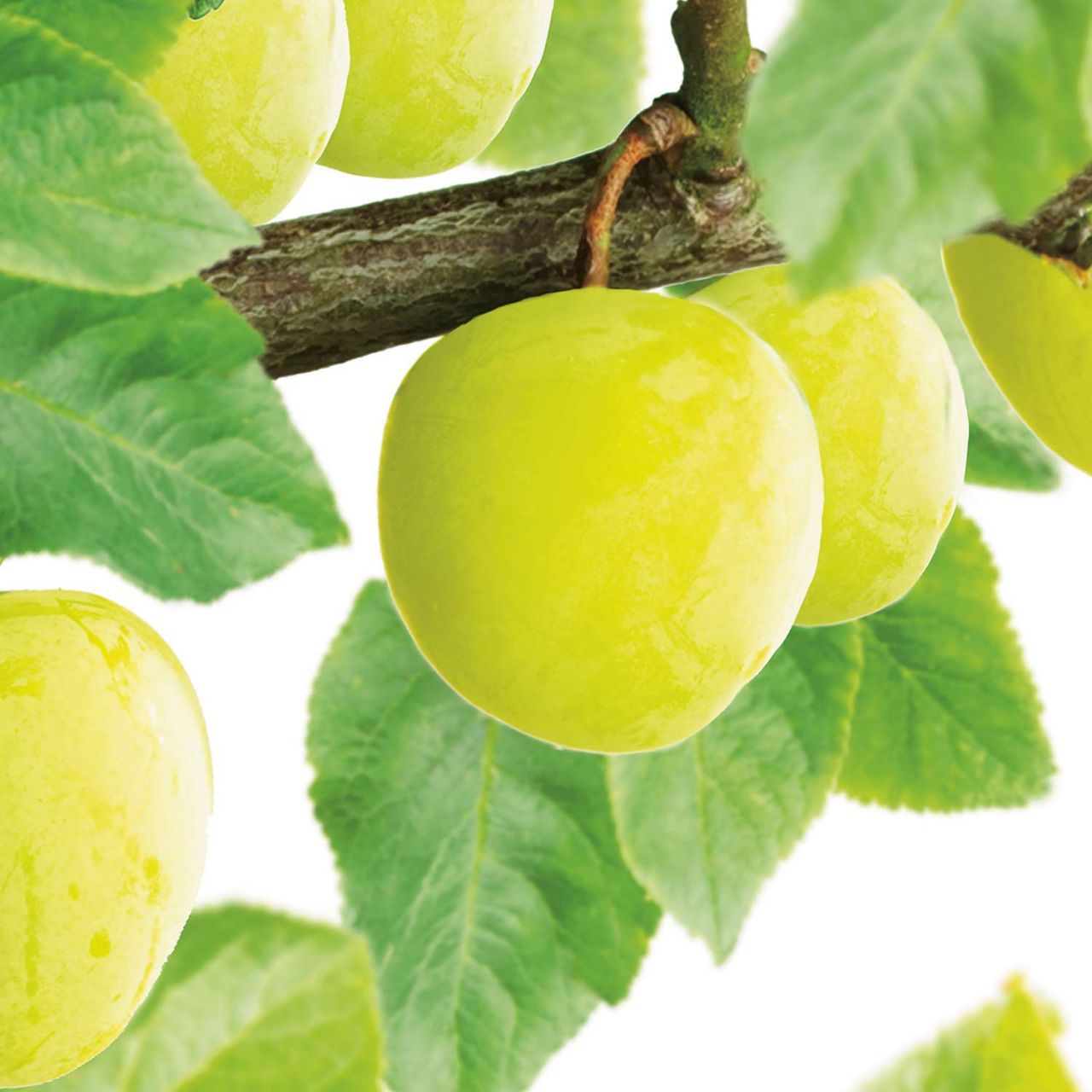 Kategorie <b>Pflaumen und Zwetschgen </b> - Ontariopflaume - Prunus