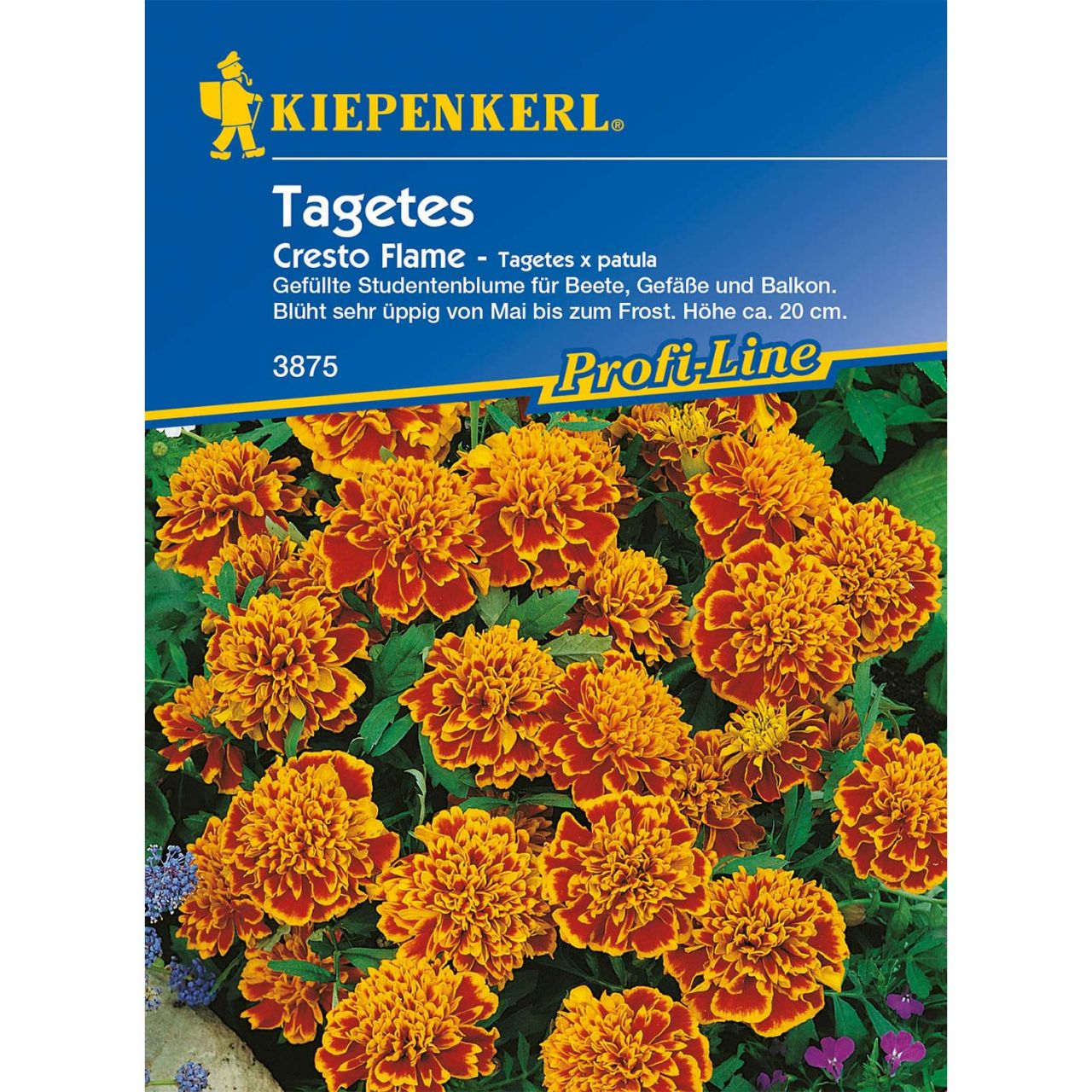 Kategorie <b>Blumensamen </b> - Tagetes 'Cresto Flame' - Tagetes patula