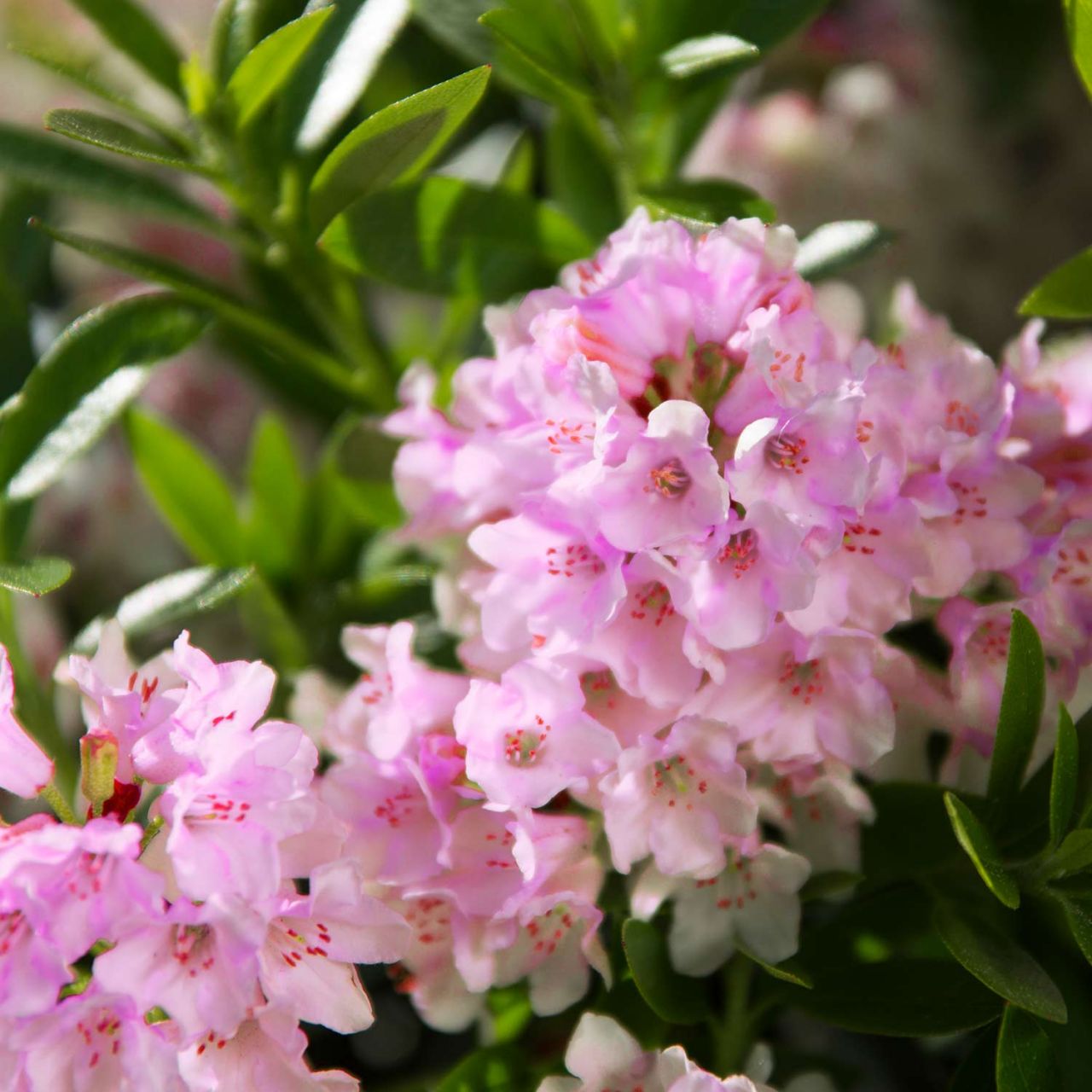 Rhododendron ‚Bloombux‘ – ‚Magenta‘