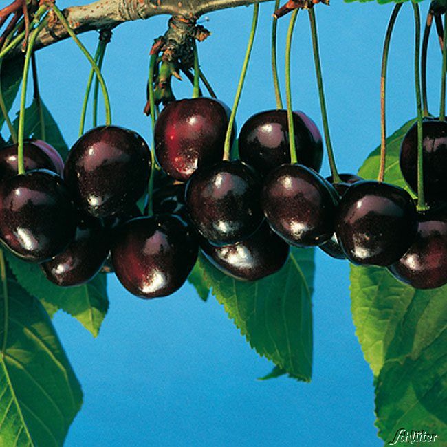 Kategorie <b>Kirschen </b> - Süßkirsche 'Große Schwarze Knorpelkirsche' - Prunus avium