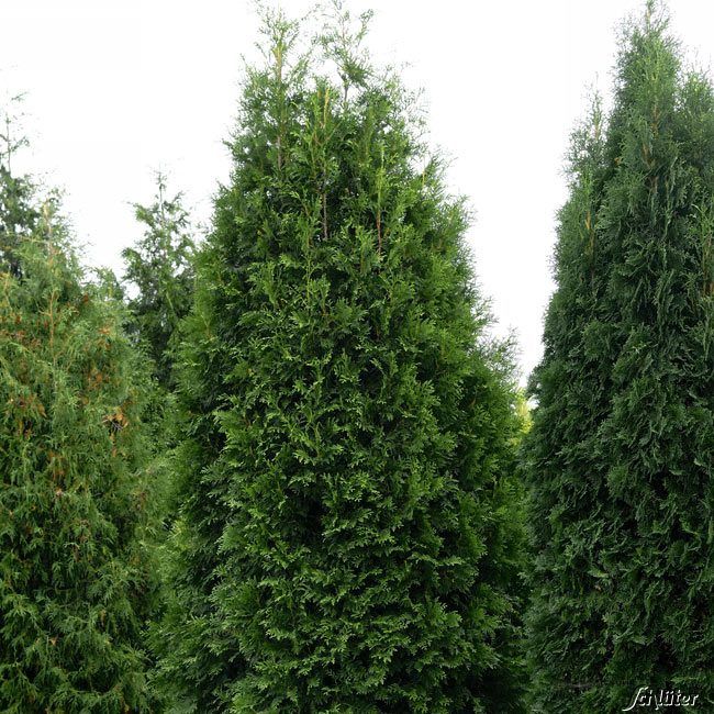 Kategorie <b>Hecken </b> - Lebensbaum 'Brabant'  -  40 Pflanzen  100 - 125 cm hoch für 20 Mete... - Thuja occidentalis 'Brabant'