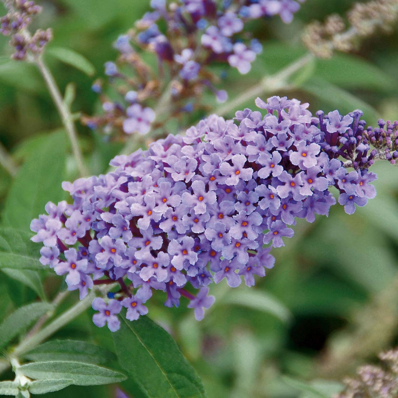 Kategorie <b>Blütensträucher und Ziergehölze </b> - Zwerg-Schmetterlingsflieder 'BUZZ Violet' - Buddleja davidii Buzz 'Violet'