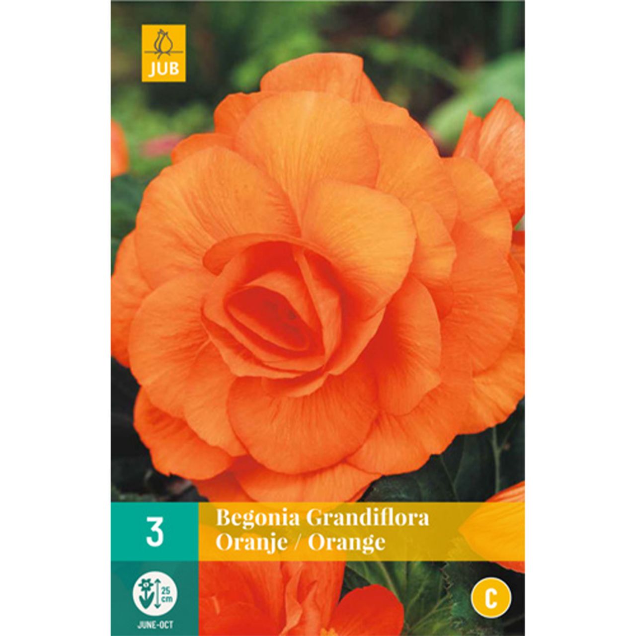 Kategorie <b>Frühlings-Blumenzwiebeln </b> - Riesenblütige Begonie 'Grandiflora' orange - 3 Stück - Begonia Grandiflora