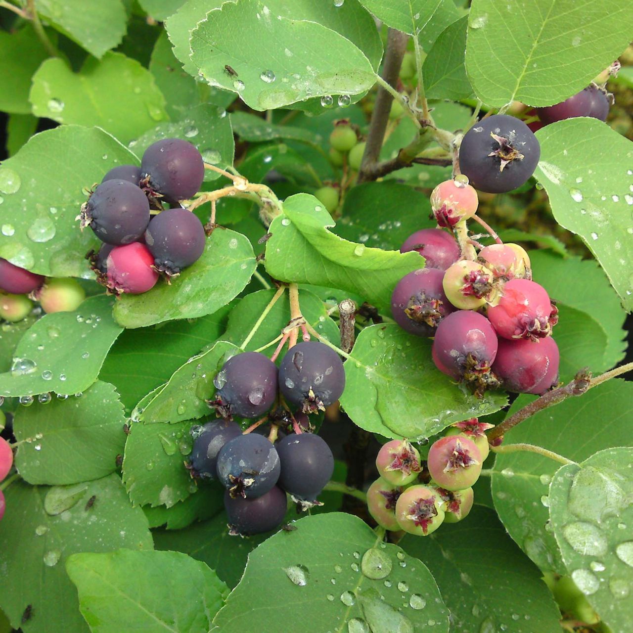Kategorie <b>Sonstige Früchte </b> - Erlenblättrige Felsenbirne 'Greatberry' - Amelanchier Alnifolia 'Greatberry Fruity'