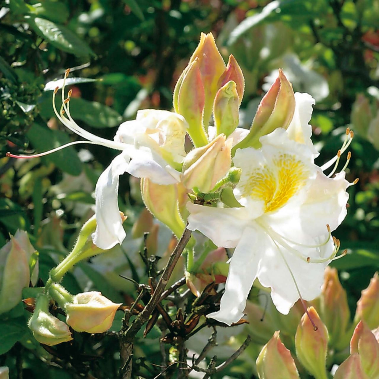 Kategorie <b>Azaleen </b> - Duftazalee 'Schneegold' - Rhododendron luteum 'Schneegold'