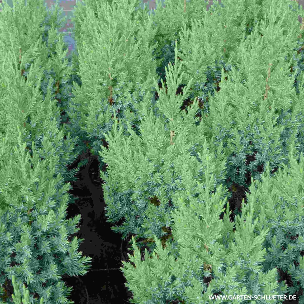 Kategorie <b>Nadelbäume u. Koniferen </b> - Blauer Kegelwacholder 'Stricta' - Juniperus chinensis 'Stricta'