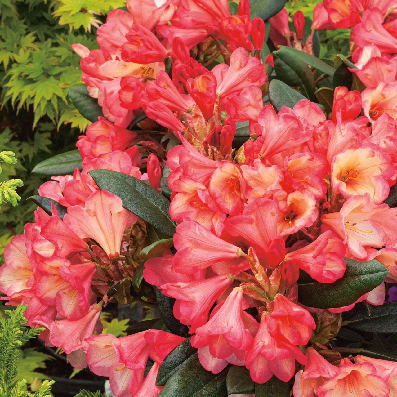 Kategorie <b>Rhododendron </b> - Zwerg-Ball-Rhododendron 'Barbarella®' - Rhododendron yakushimanum