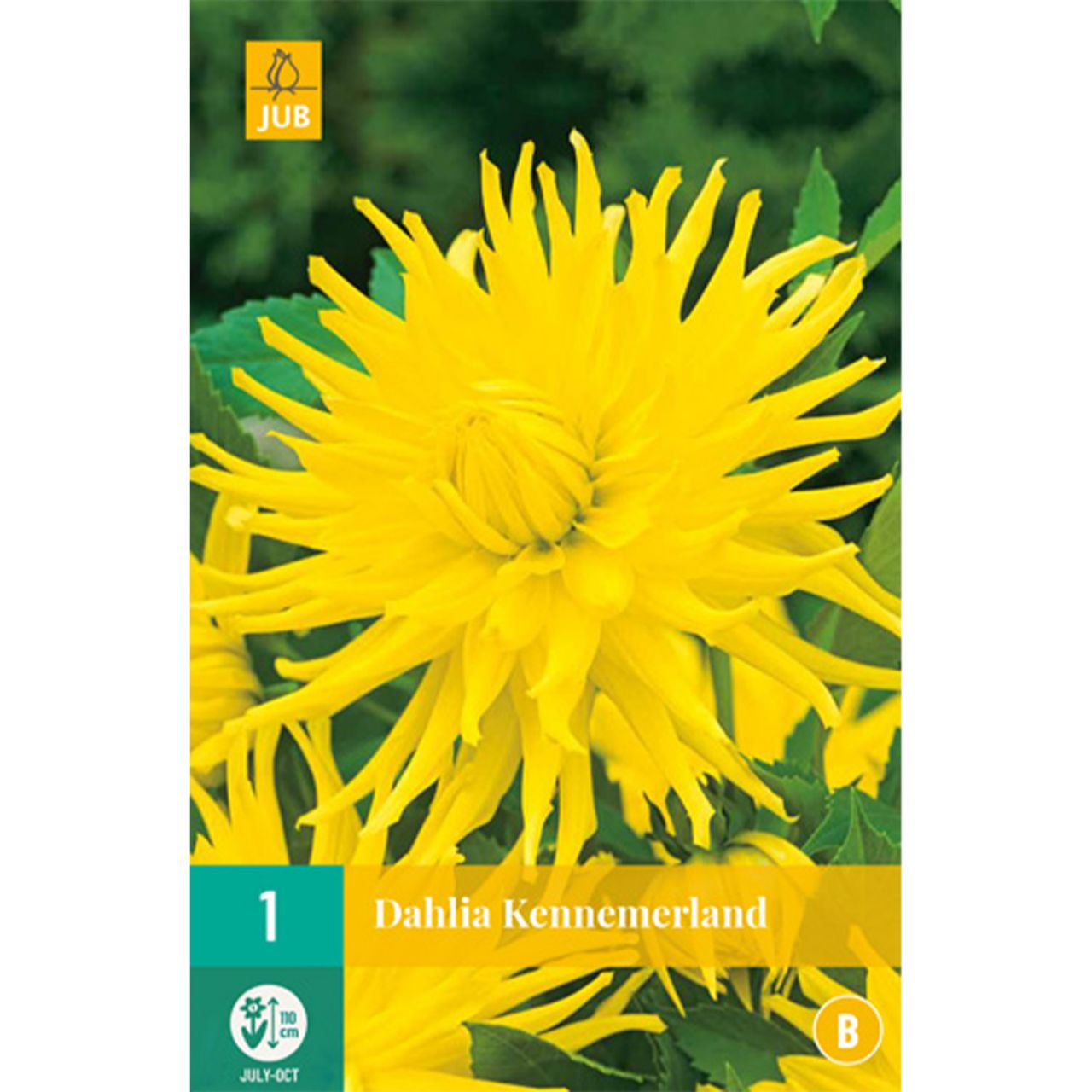 Kategorie <b>Frühlings-Blumenzwiebeln </b> - Kaktusdahlie 'Kennemerland' - Dahlia