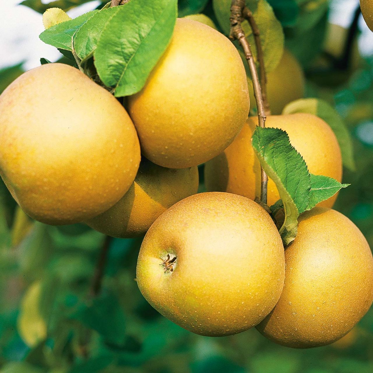 Apfel ‚Boskoop‘ – Allergiker geeignet