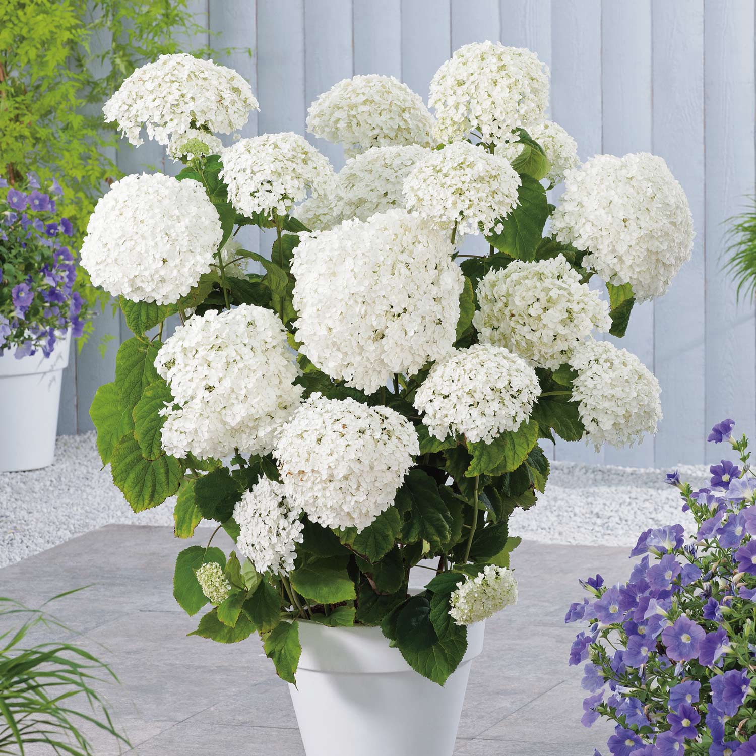 Annabelle 3 x Schneballhortensie Pflanze sehr beliebte Hortensie große weiße Blüten