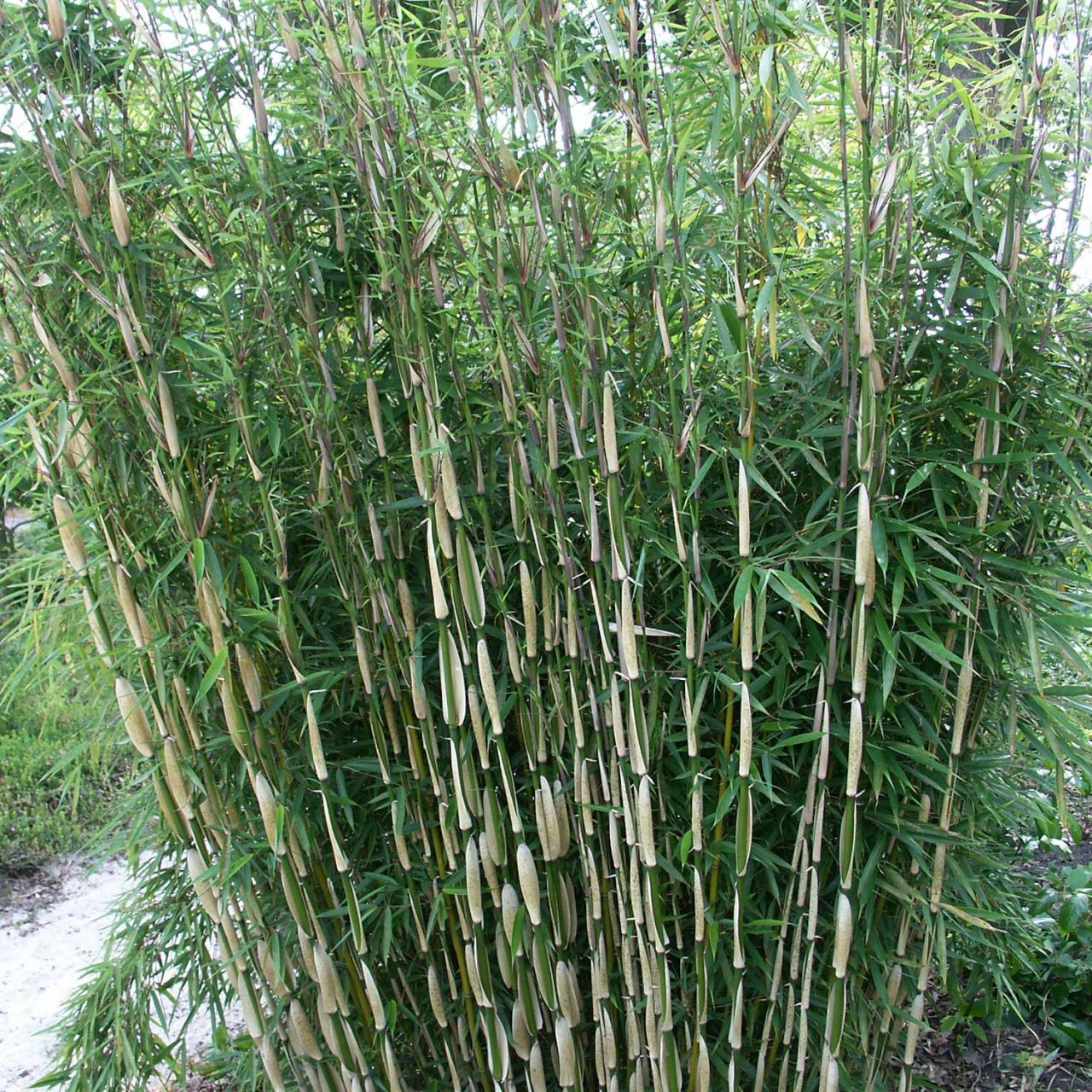 Kategorie <b>Produkt nicht gewünscht </b> - Horstbildender Bambus / Schirmbambus 'Pingwu' - Fargesia robusta 'Pingwu'
