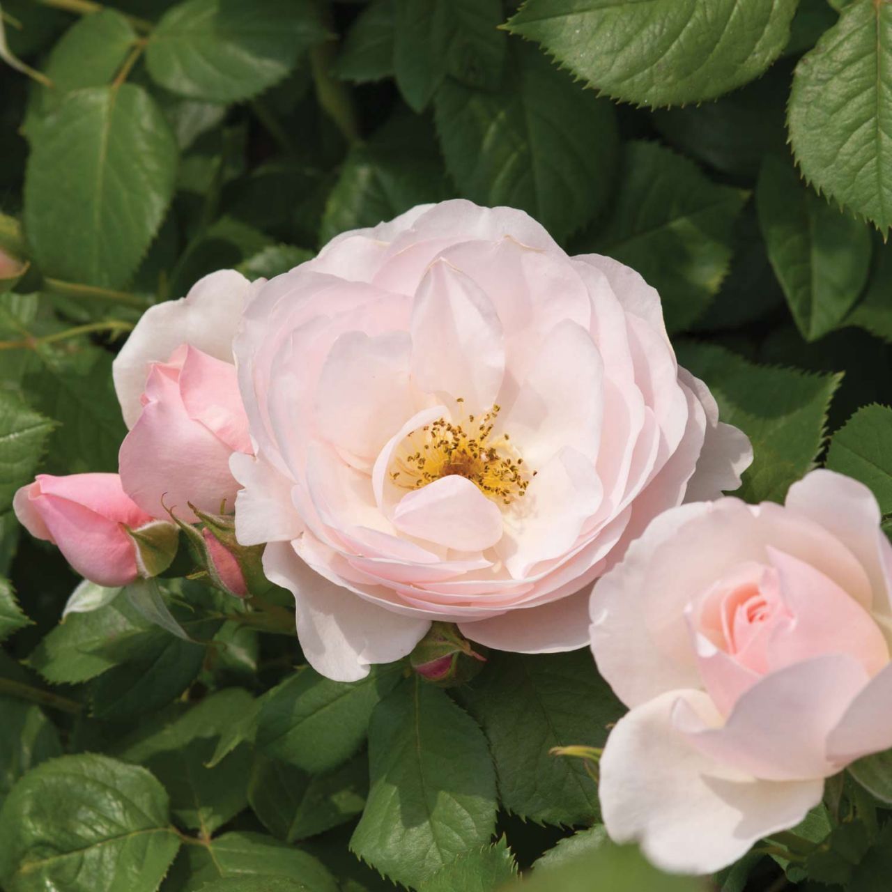 Kategorie <b>Beetrosen </b> - Essbare Rose 'Pear' - Rosa 'Pear'