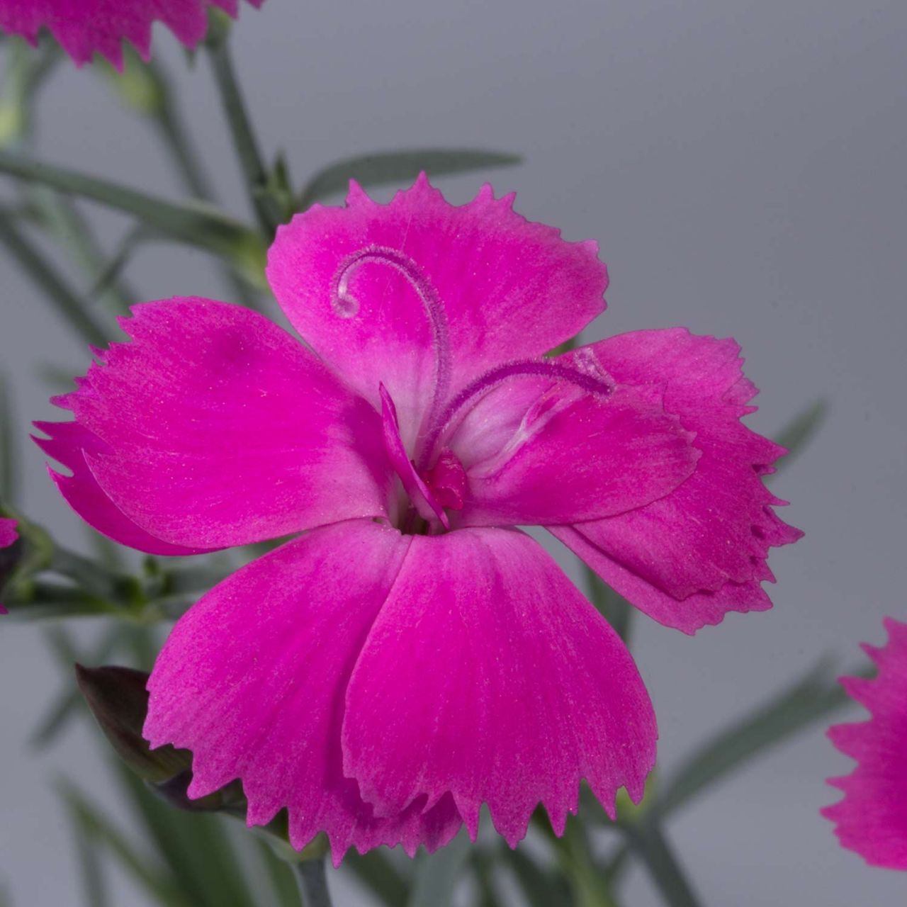  Feder-Nelke 'Dinetta Purple' - Dianthus caryophyllus Dinetta Purple