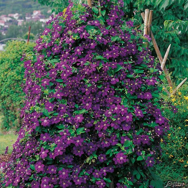 Kategorie <b>Kletterpflanzen </b> - Clematis 'Etoile Violette' - Clematis viticella 'Etoile Violette'