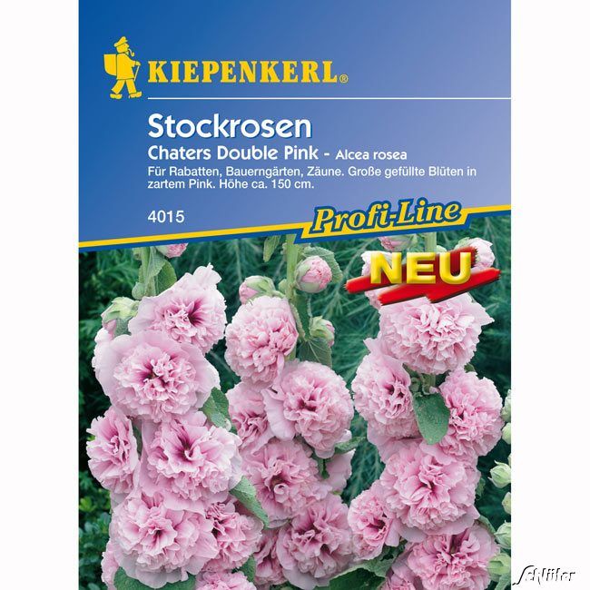Stockrosen ‚Chaters Double Pink‘