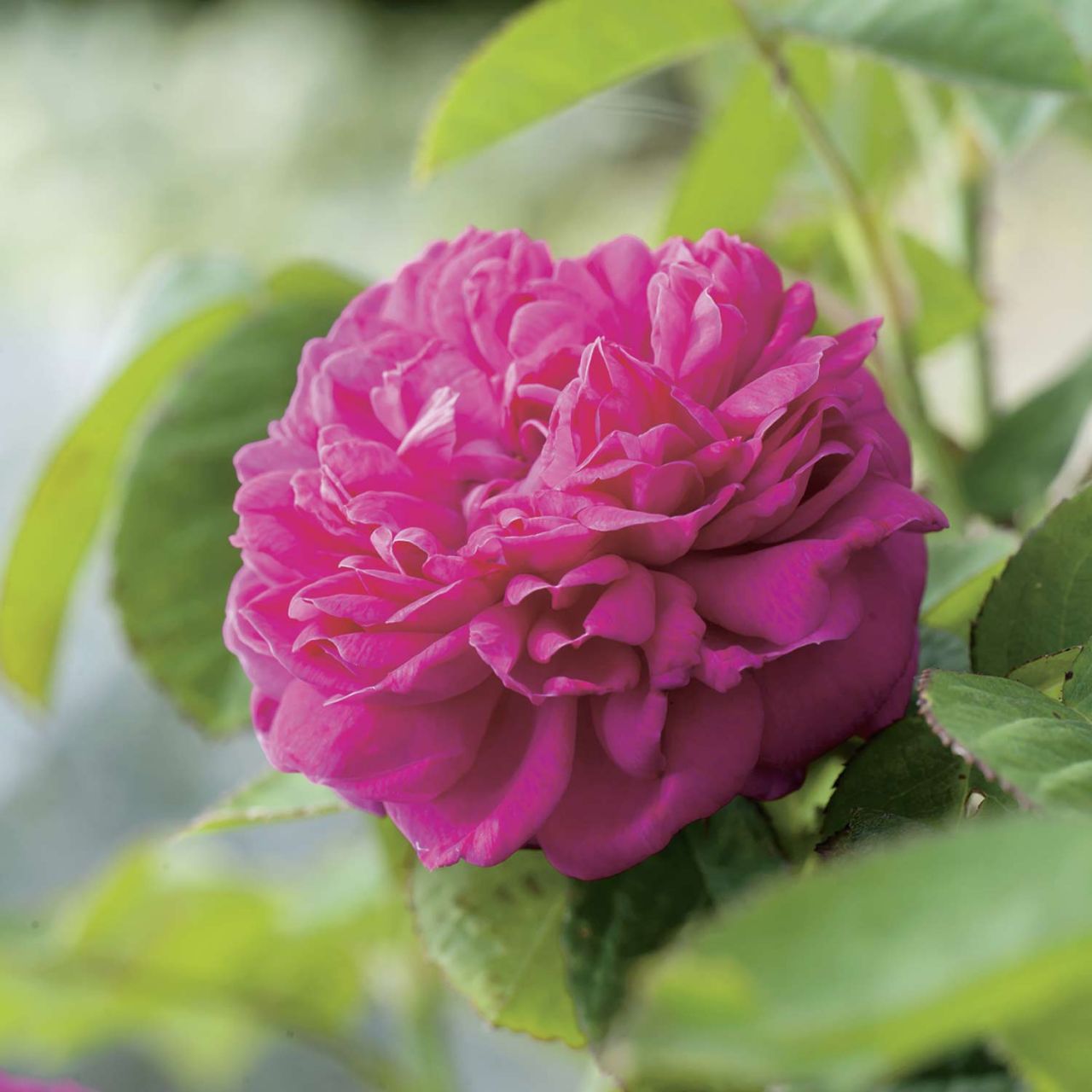 Kategorie <b>Historische Rosen </b> - Historische Strauchrose 'Rose de Resht®' - Rosa 'Rose de Resht®'
