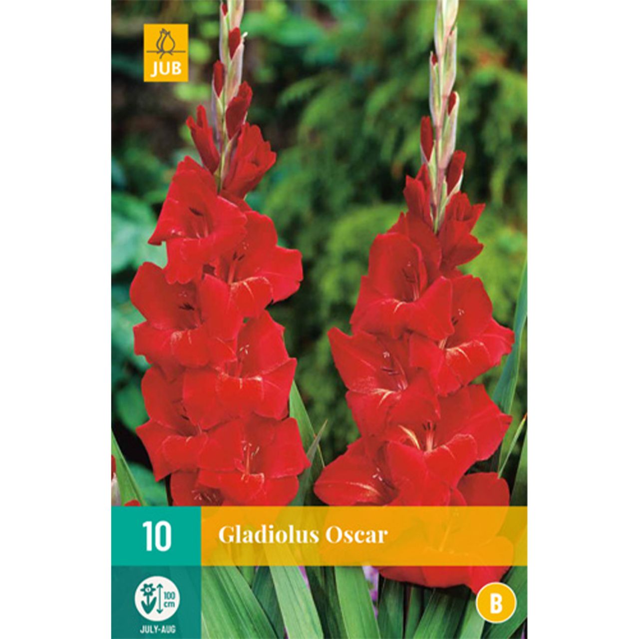 Kategorie <b>Frühlings-Blumenzwiebeln </b> - Gladiole 'Oscar' - 10 Stück - Gladiolus