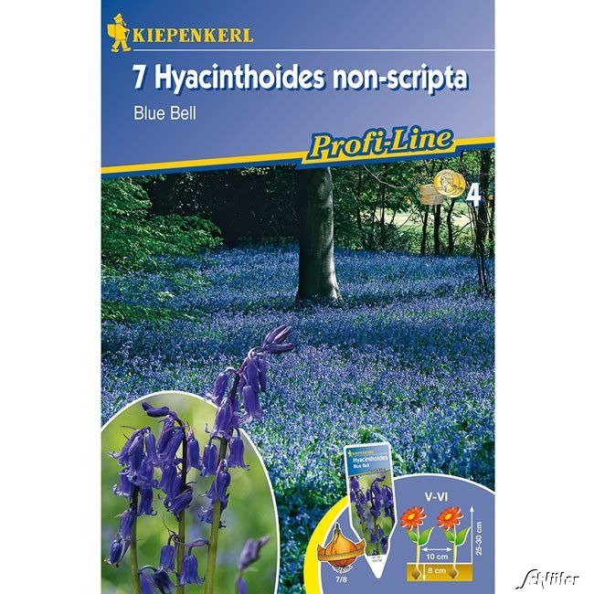 Kategorie <b>Herbst-Blumenzwiebeln </b> - Hasenglöckchen 'Blue Bell' - 7 Stück - Hyacinthoides non-scripta