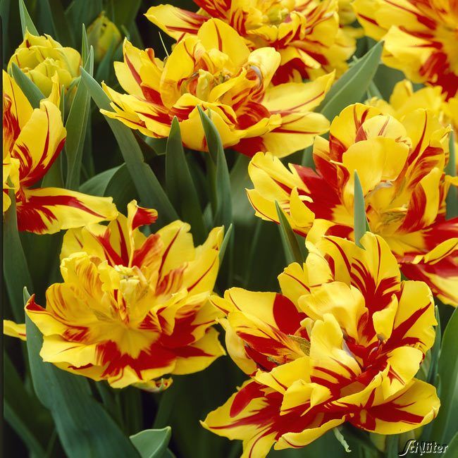Kategorie <b>Herbst-Blumenzwiebeln </b> - Gefüllte frühe Tulpe 'Monsella' - 5 Stück - Tulipa 'Monsella'