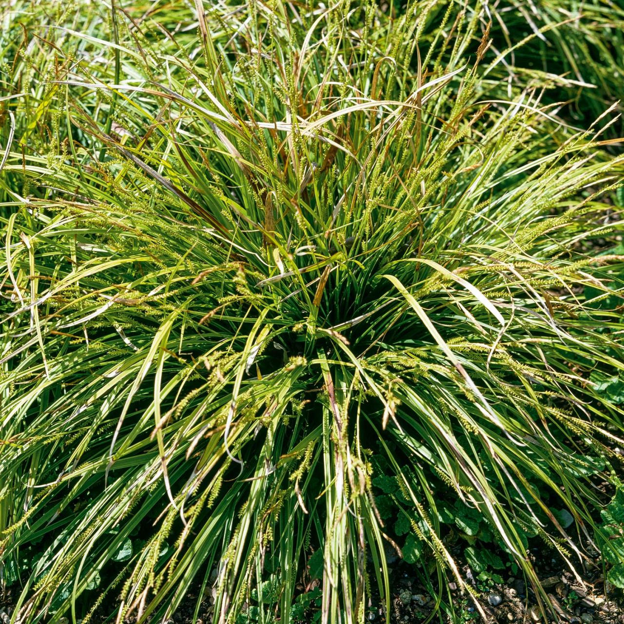Kategorie <b>Stauden </b> - Japanische Segge - Wildform - Carex morrowii