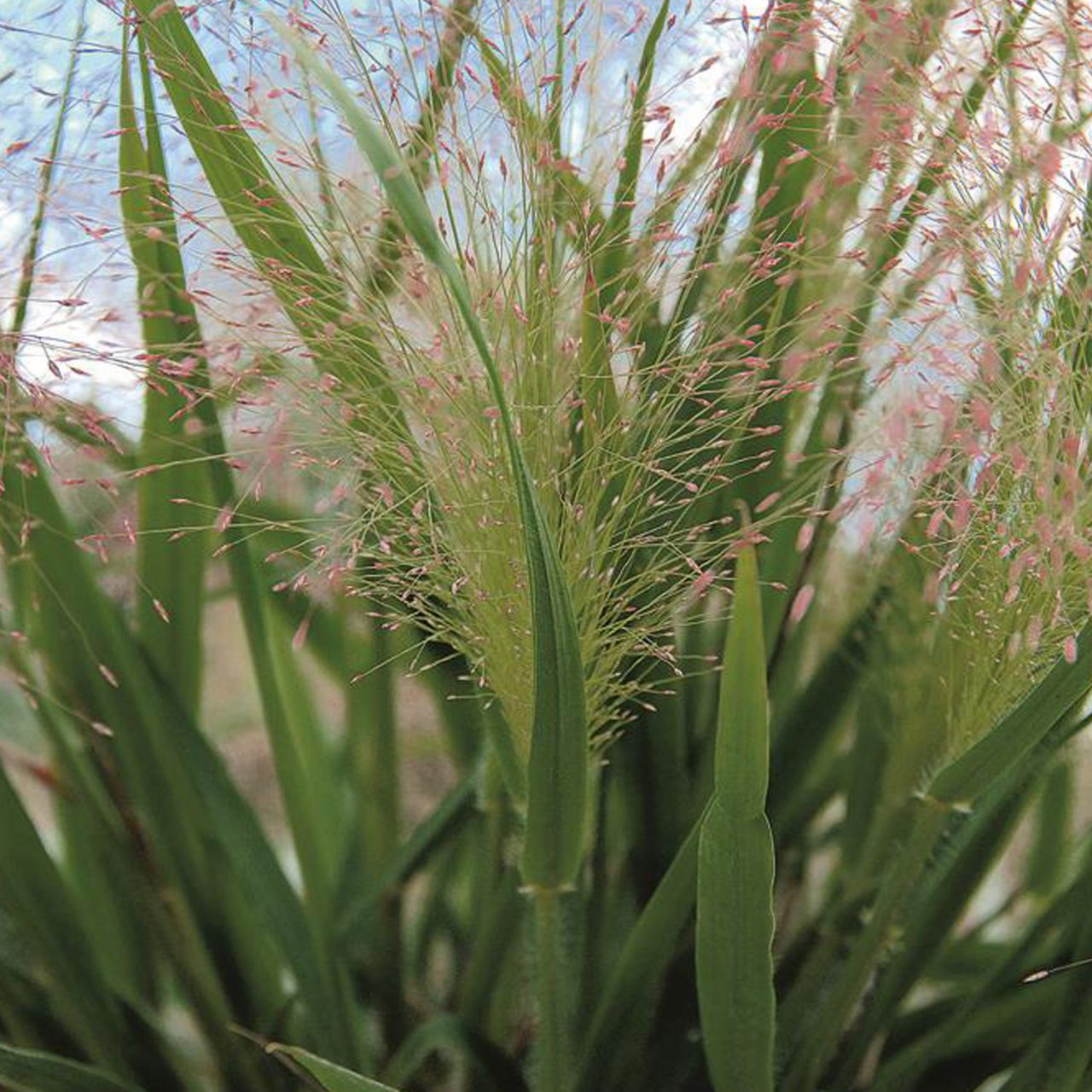 Kategorie <b>Stauden </b> - Purpur-Liebesgras - Eragrostis spectabilis