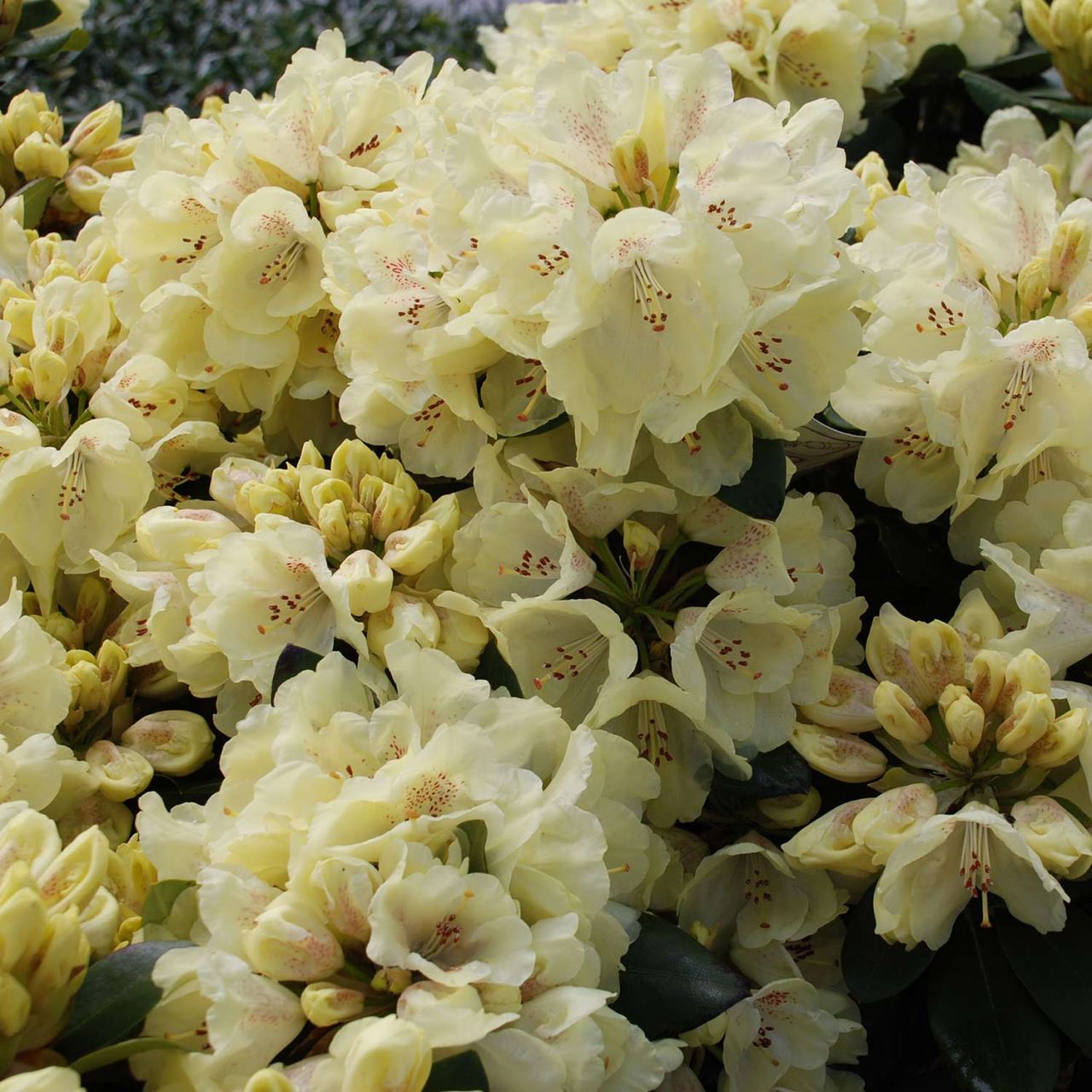 Kategorie <b>Rhododendron </b> - Rhododendron 'Goldkrone®'