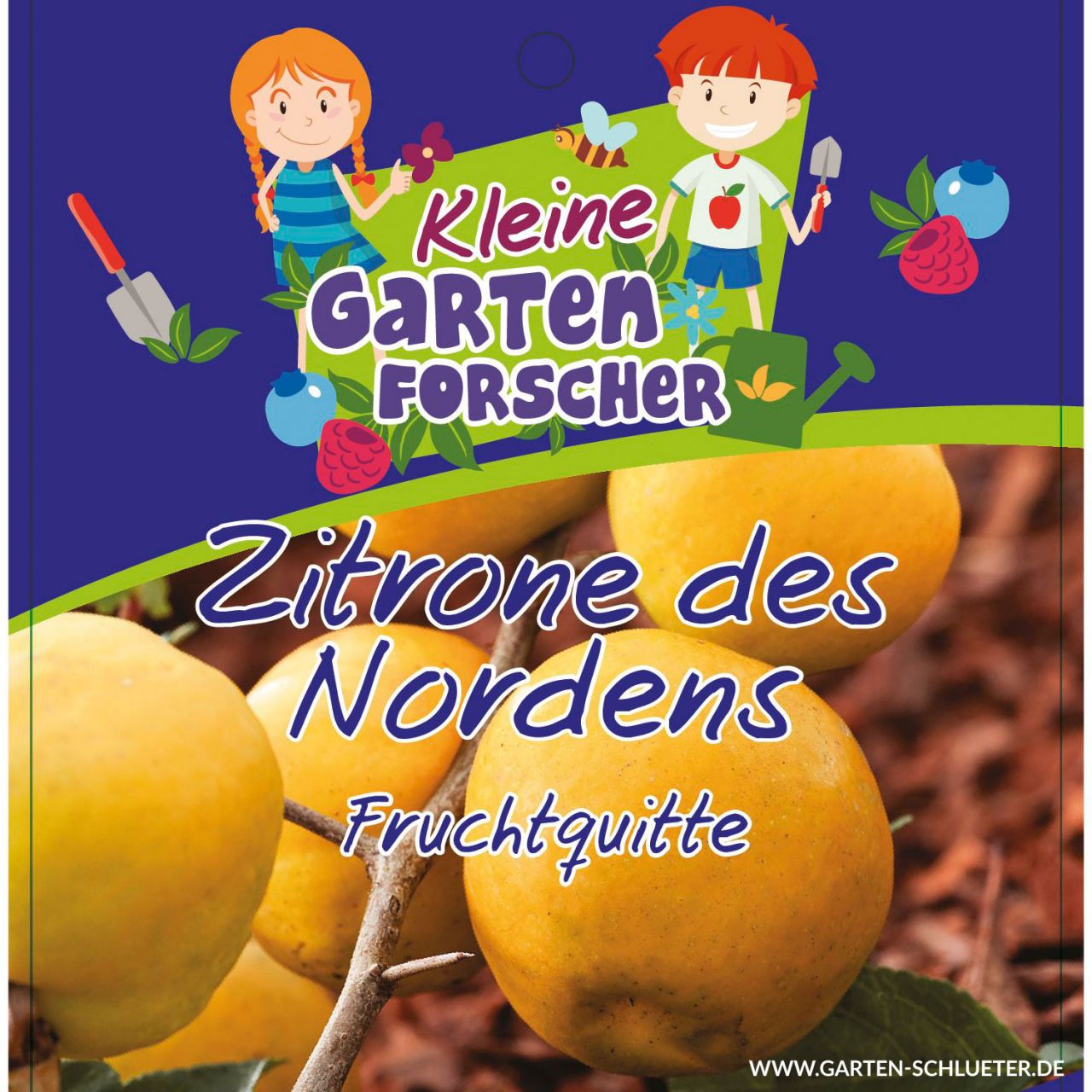 Kategorie <b>Sonstige Früchte </b> - Fruchtquitte 'Zitrone des Nordens'   - Kleine Gartenforscher - Chaenomelis japonica