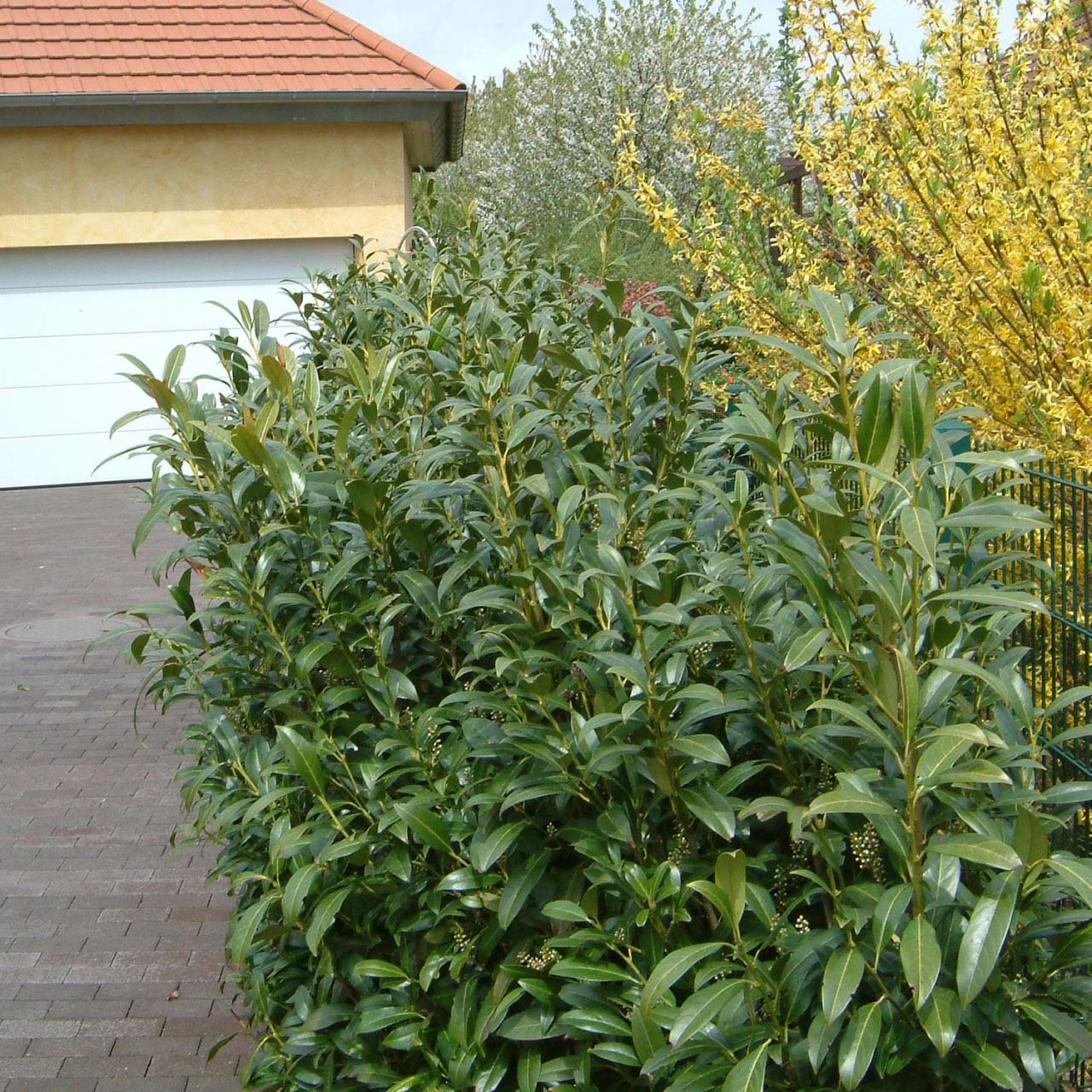 Kategorie <b>immergrüne Laubbäume </b> - Kirschlorbeer 'Winterstar®' - Prunus laurocerasus 'Winterstar'