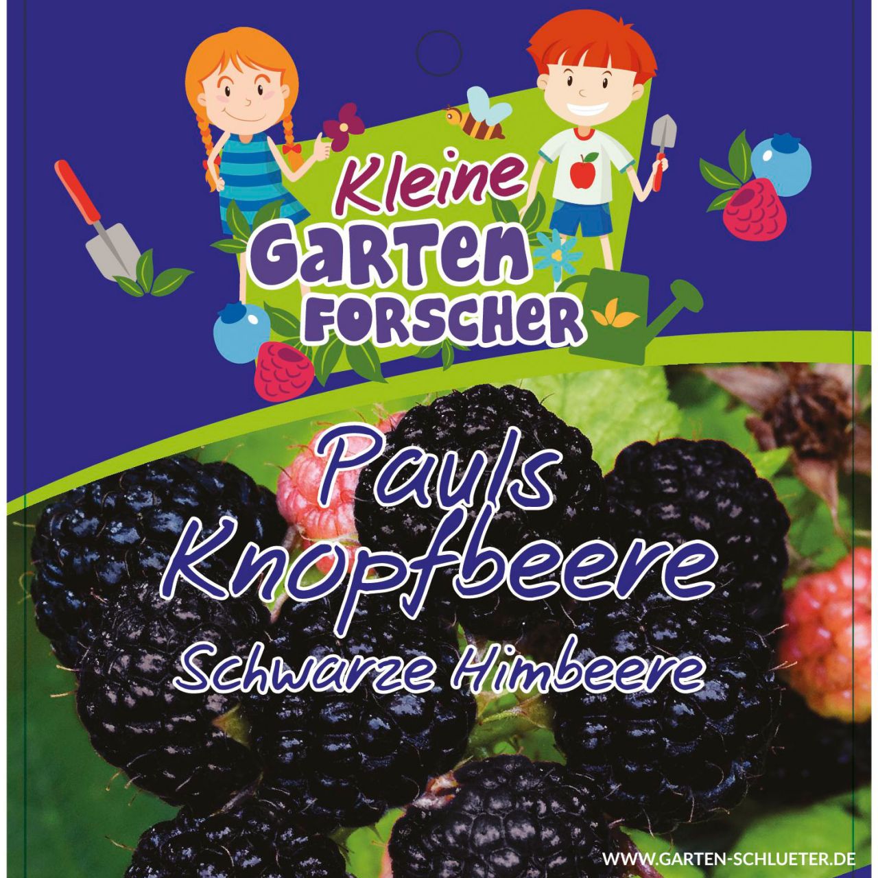 Kategorie <b>Beeren </b> - Schwarze Himbeere 'Pauls Knopfbeere' Kleine Gartenforscher - Rubus idaeus