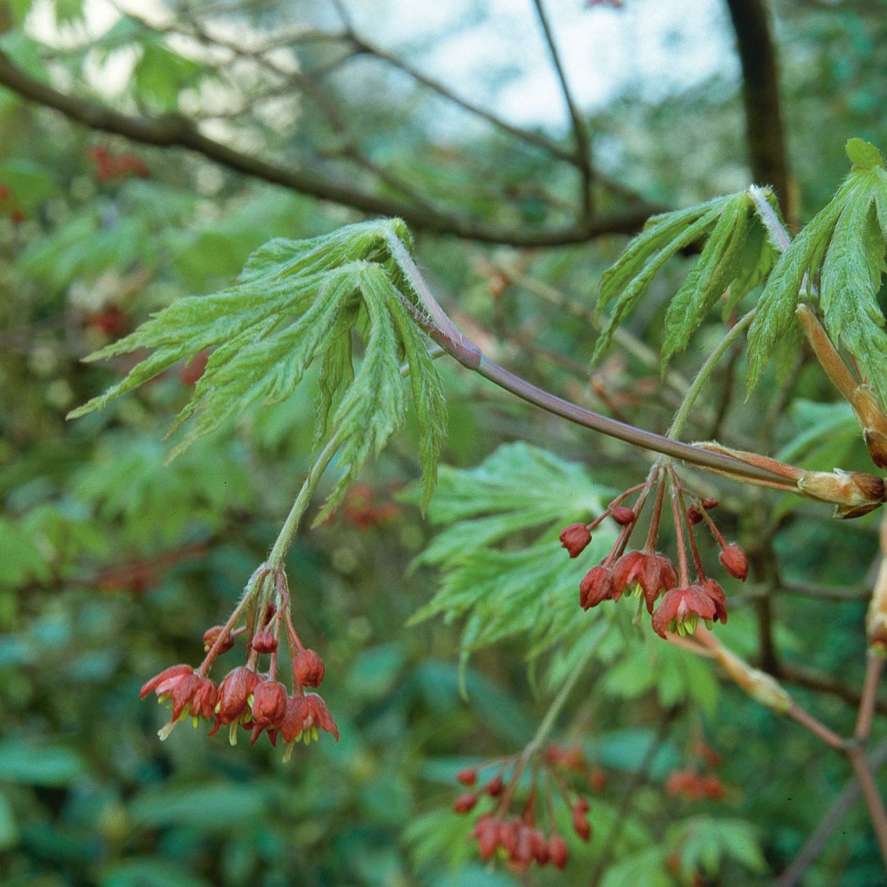 Japanischer Feuerahorn 'Aconitifolium' - Acer japonicum 'Aconitifolium'