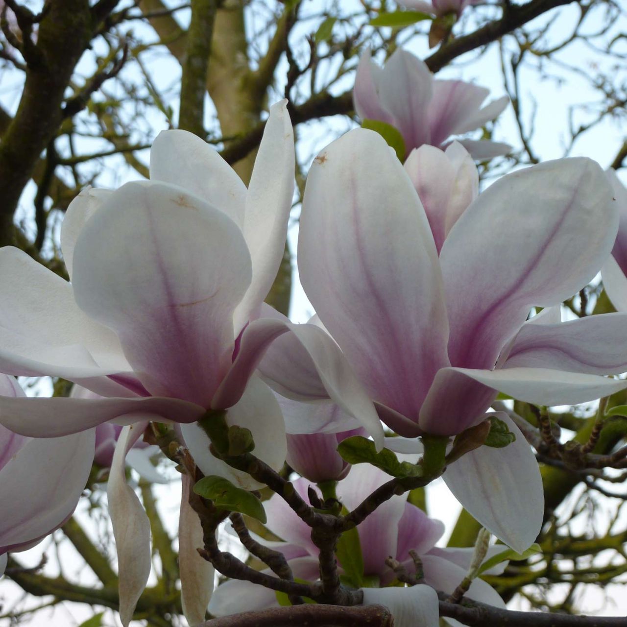 Laubbäume - Tulpenmagnolie - Der Klassiker - Magnolia soulangiana