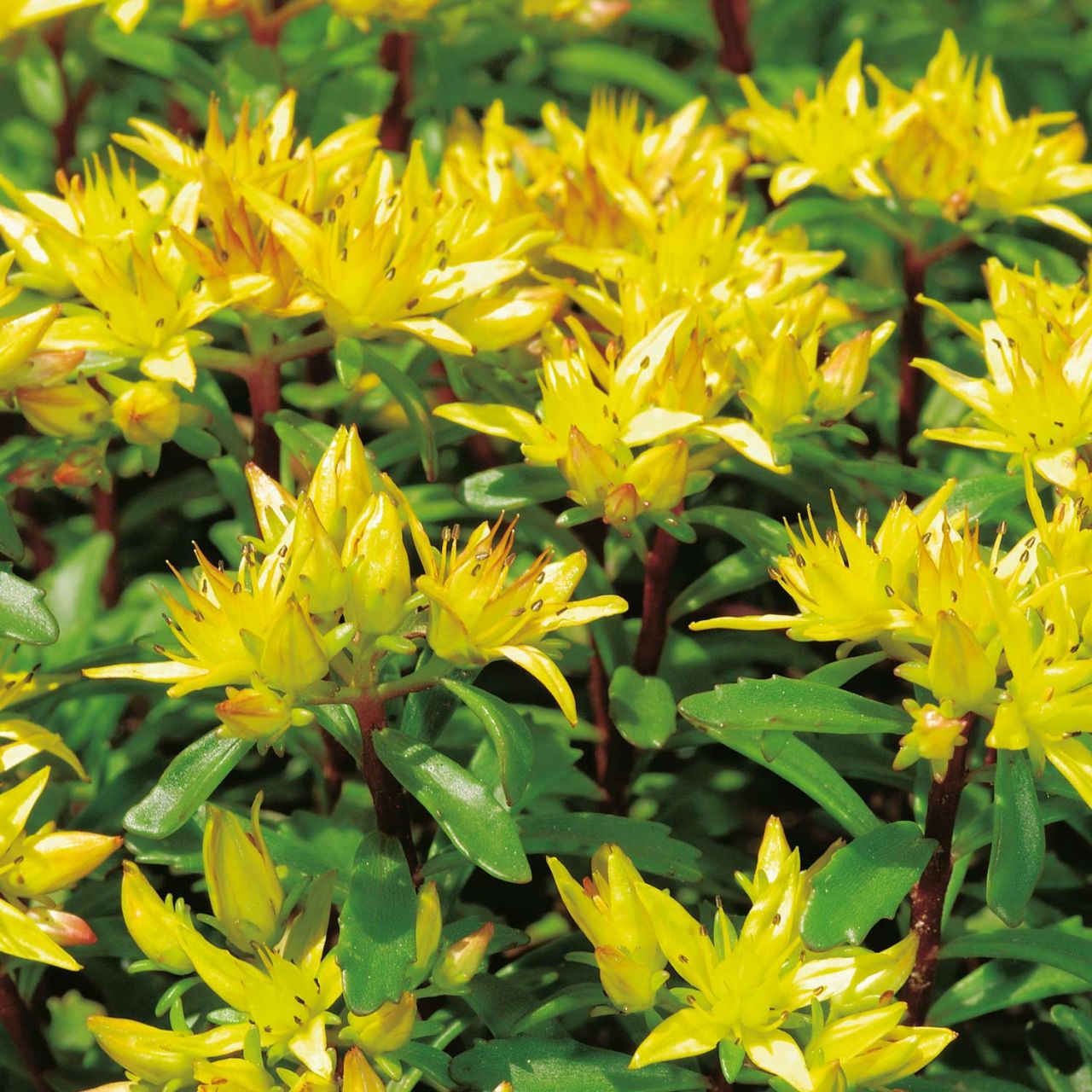 Kategorie <b>Stauden </b> - Gold-Fetthenne 'Weihenstephaner Gold' - Sedum floriferum