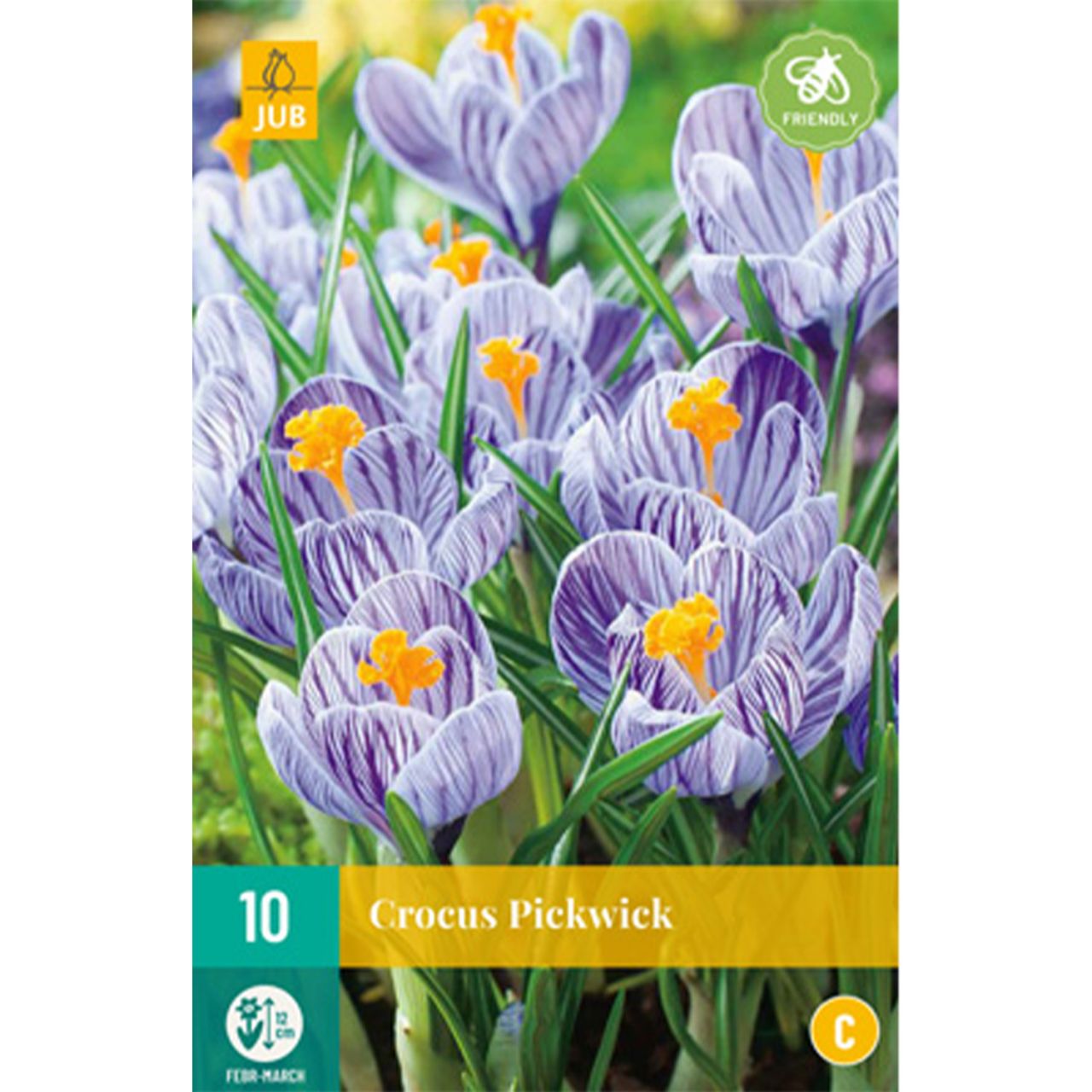 Kategorie <b>Herbst-Blumenzwiebeln </b> - Großblumige Krokusse 'Pickwick' - 10 Stück - Crocus 'Pickwick'