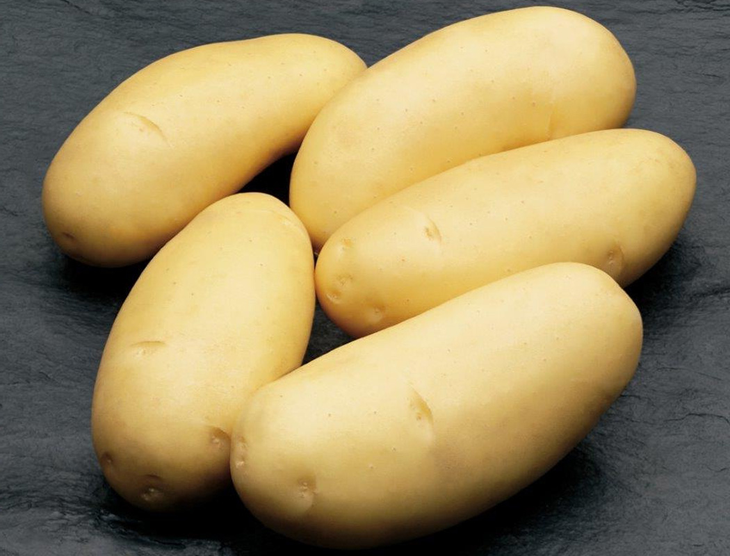 Зекура картофель характеристика