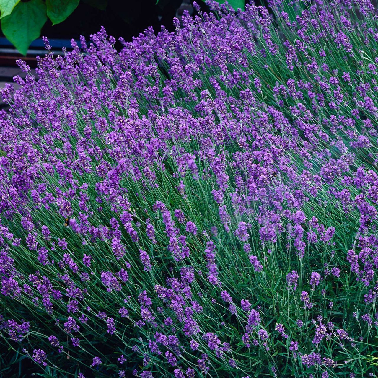 Kategorie <b>Stauden </b> - Lavendel 'Munstead' - Lavandula angustifolia 'Munstead'