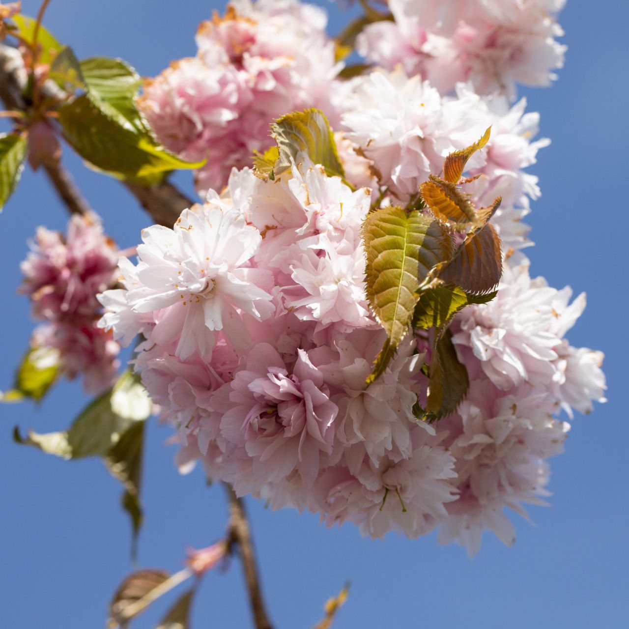 Kategorie <b>Blütensträucher und Ziergehölze </b> - Hängende Nelkenkirsche 'Kiku-shidare-Zakura', 5 Liter, 60 -100 cm - Prunus serrulata 'Kiku-shidare-Zakura'