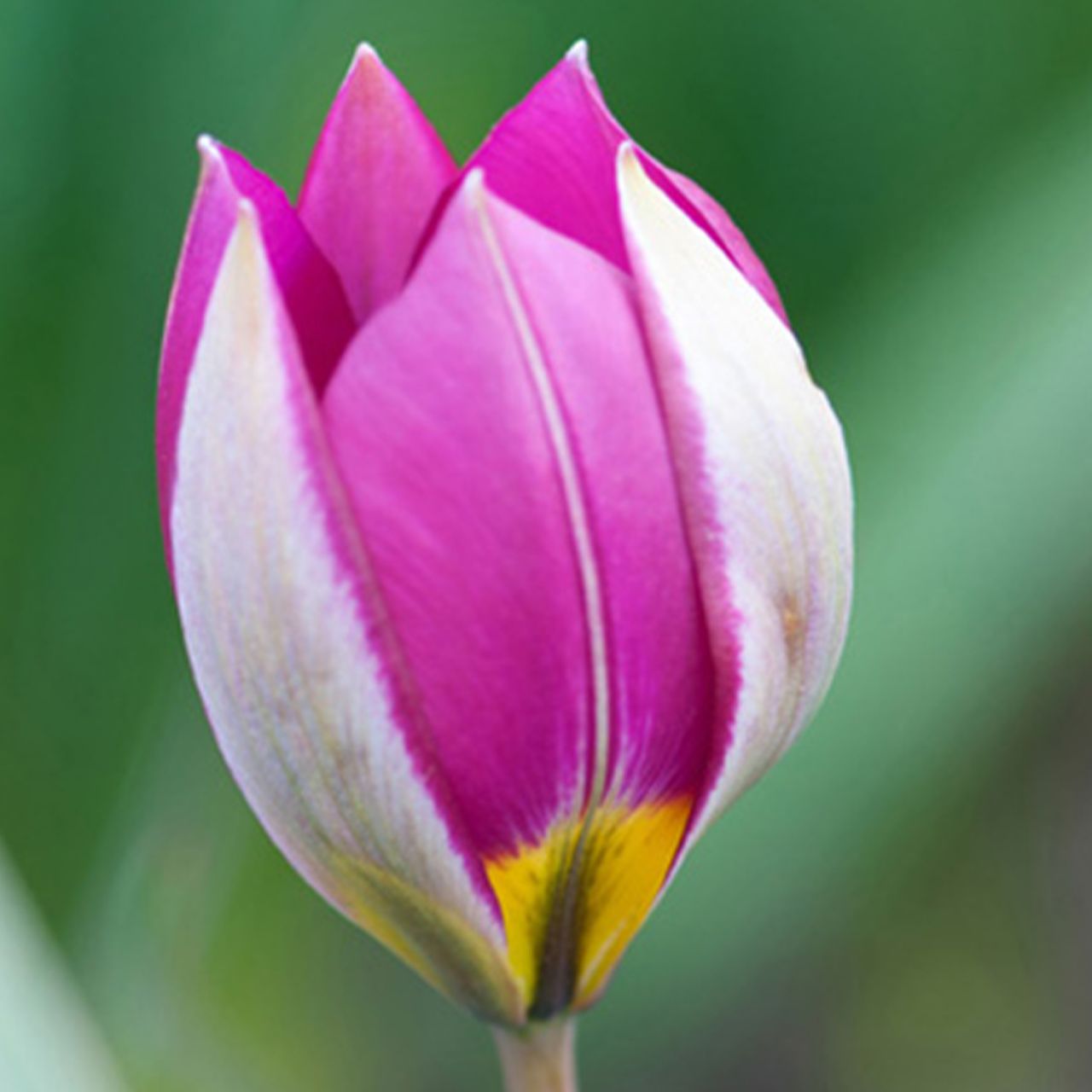 Kategorie <b>Herbst-Blumenzwiebeln </b> - Wildtulpe 'Pulchella Persian Pearl' - 10 Stück - Tulipa 'Pulchella Persian Pearl'