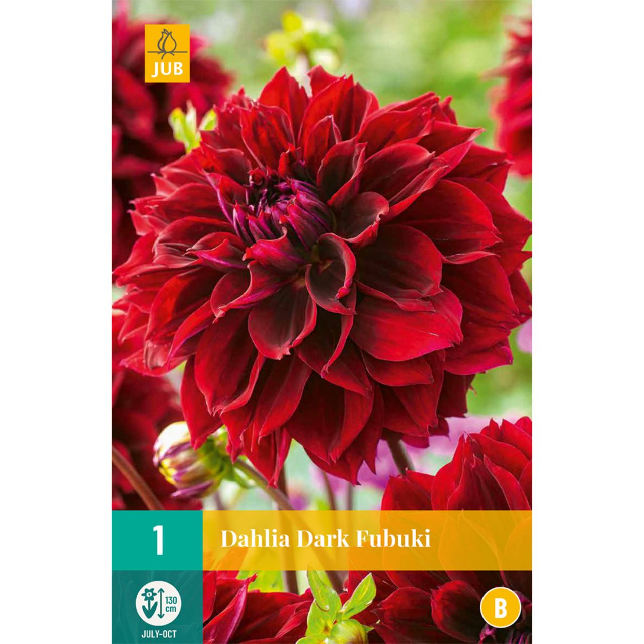 Kategorie <b>Frühlings-Blumenzwiebeln </b> - Schmuckdahlie 'Dark Fubuki', 1 Stück - Dahlia 'Dark Fubuki'