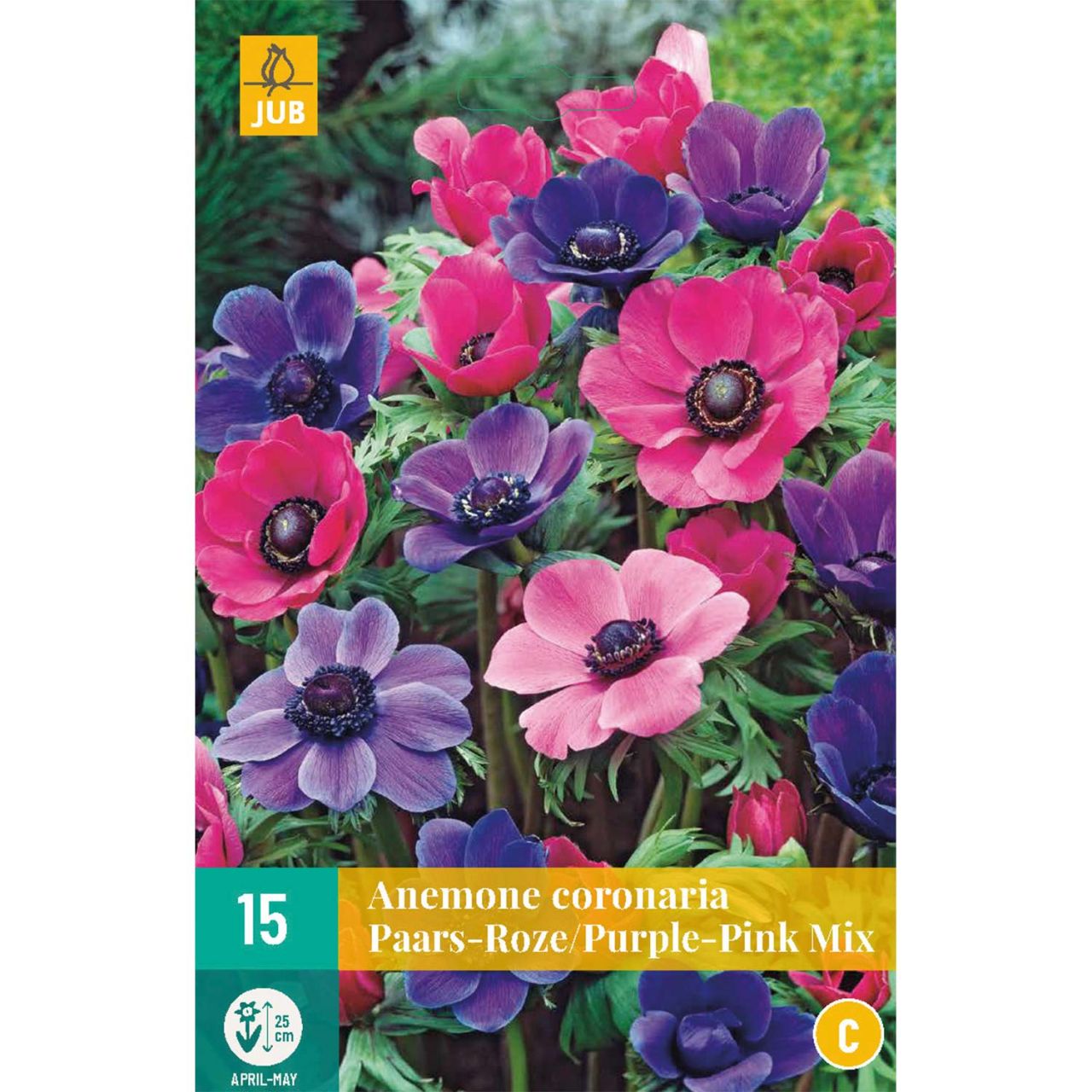 Kategorie <b>Frühlings-Blumenzwiebeln </b> - Garten-Anemonen Mischung 'Purpur-Rosa' - 15 Stück - Anemone coronaria