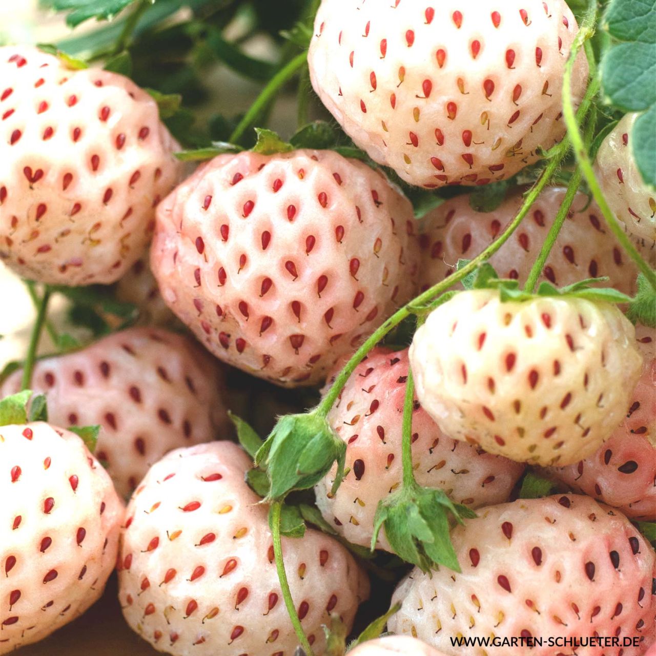 Kategorie <b>Beeren </b> - Weiße Ananas-Erdbeere - Fragaria ananassa