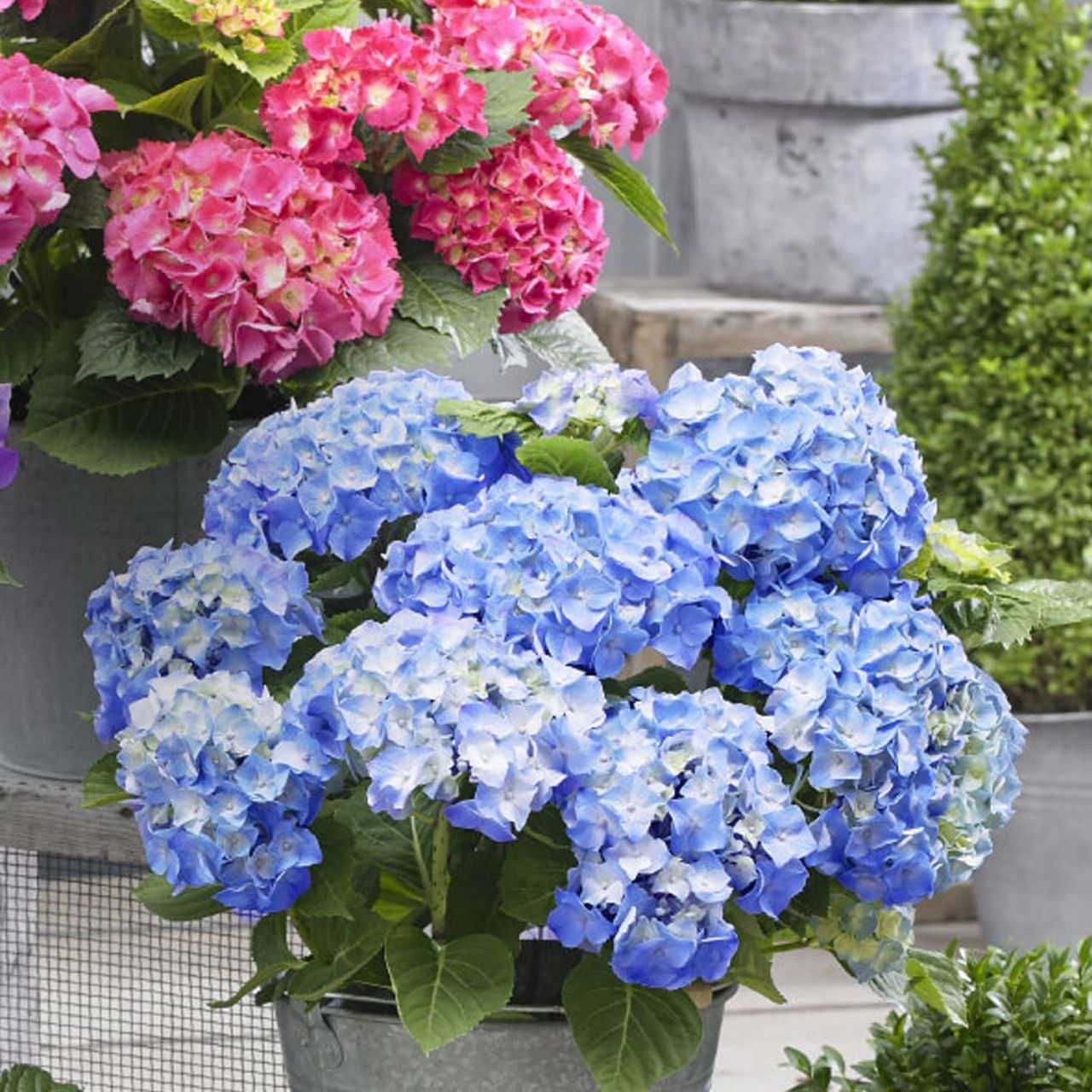 Kategorie <b>Blütensträucher und Ziergehölze </b> - Zwerg-Hortensie 'Little Blue®' - Hydrangea macrophylla 'Little Blue'